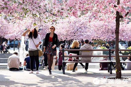stockholm-cherry-blossoms.jpg