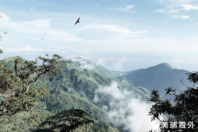 行业排名靠前的多米尼克移民机构，实力强值得你关注